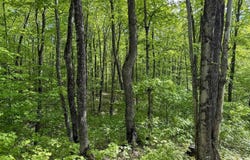 TBD Off State Highway M-26, Painesdale, MI 49955