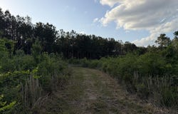 5 Acres Mt. Bethel Rd., Sandy Hook, MS 39478