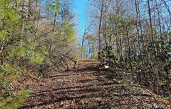 Wispy Willow Drive unit: 24T, Waynesville, NC 28785