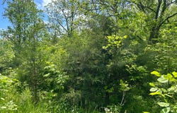 0 Buchanan Road, Waverly, OH 45690