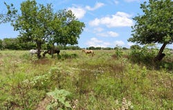 2929 County Road 615, Alvarado, TX 76009