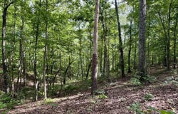 0 COUNTY ROAD 897, WEDOWEE, AL 36278