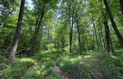 Lot 1 Stroud Lane, Centertown, KY 42328