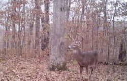 000 FS 1548 Forest, Pettigrew, AR 72752