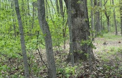 7785 Arrowhead Drive, Weidman, MI 48893