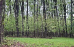 . Route 899 & Bear Run Road, Marienville, PA 16239