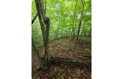 Beechmont Road, Morehead, KY 40351