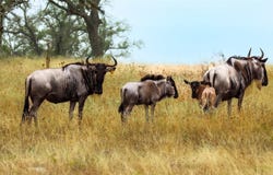 170 Goose Landing 10.57acres WAY, Harper, TX 78631