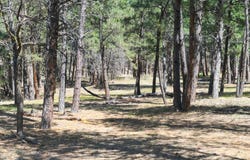 Lot L2, Belle Fourche, SD 57717