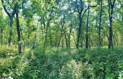 320th St. and Tennessee Ave., Bedford, IA 50836