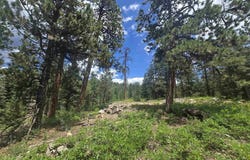 67 Big Pine Trail, Durango, CO 81301