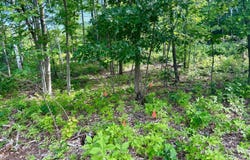Lot 3 810th Street, Sand Creek, WI 54765