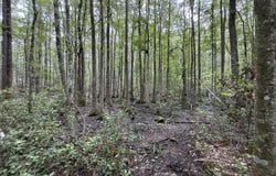 27 Acres W S Highway 17, Townsend, GA 31331