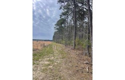 40 acres Calhoun 261 Road, Hampton, AR 71744