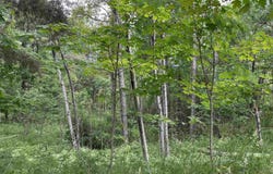 713 GROVE STREET, MARQUETTE, MI 49855
