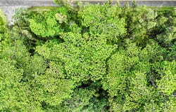 PLUMERIA RD, Pahoa, HI 96778