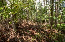 Golf Course Rd lot: 14 & 38, Spencer, VA 24165
