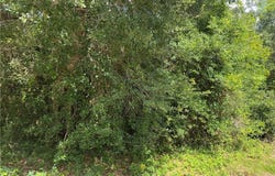 Grand Oak Street lot: 529, Palacios, TX 77465