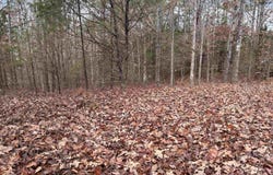 10 Ac Pennywinkle Creek Lane, Cherokee, AL 35616