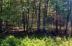 Squirrel Road lot: 427, Dingmans Ferry, PA 18328