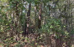 TBD Parkwood Avenue 10, North, SC 29112