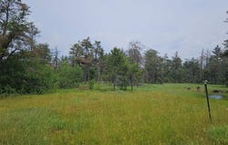 Witte Trail, Lovells, MI 49738