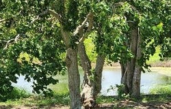 CR 259 South Gulf Road, Matagorda, TX 77457