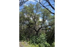 18304 Lake Oaks DR, Jonestown, TX 78645