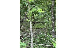 Nottingham Drive lot: 35, Bella Vista, AR 72715