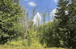 TBD Tree Top, Ironwood, MI 49938