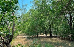 1404 Avenue B, Brownwood, TX 76801