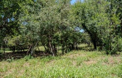 2230 McArthur Avenue, Kingsland, TX 78639