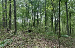 0 Oak Dr./Brady Dr., Albany, KY 42602