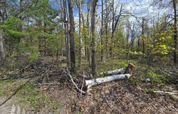 3229 Nesslewood Drive, Lewiston, MI 49756