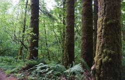 0 NE Buncombe RD, Woodland, WA 98674