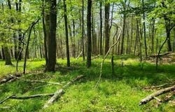 Piney Lane, Cragsmoor, NY 12420