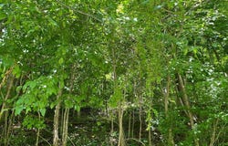 0 Youngs Hollow Road, Charleston, WV 25320