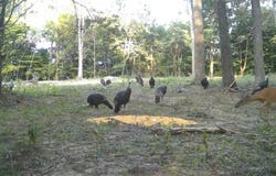 Fuller Harding Road lot: Parcel K, Campbellsville, KY 42718