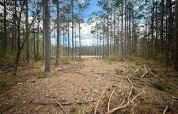Coleman Road, Thaxton, MS 38871