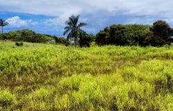 31-154 HAWAII BELT RD, Ninole, HI 96773