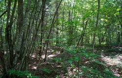 0 Hemlock Bluff Way, Deer Lodge, TN 37726