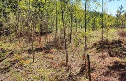 80012 Conifer Crest, Tower, MN 55790
