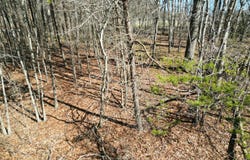 Turner Greenhouse Rd, Crossville, TN 38572