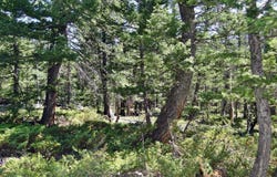 257 Jicarilla Trl, Red Feather Lakes, CO 80545