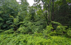 DAVIES RD lot: 4, Phelps, WI 54554