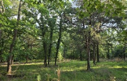Timber Ridge lot: 377, Larue, TX 75770
