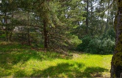 Upland DR, Manzanita, OR 97130