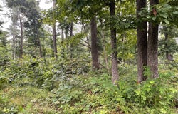 000 Dunn Bridge Rd, Heltonville, IN 47436