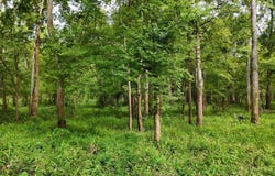 RODNEY BEND ROAD, LORMAN, MS 39096