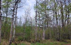 On Pufal Road, Mellen, WI 54546